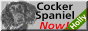 [Cocker Spaniel Now!]